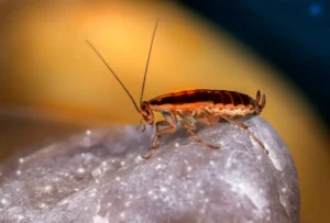 Cockroaches: Why They Appear, How They Reproduce And How To Combat Pests