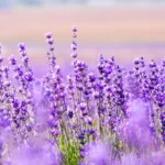 What Is Lavender And What Are Its Natural Properties For?