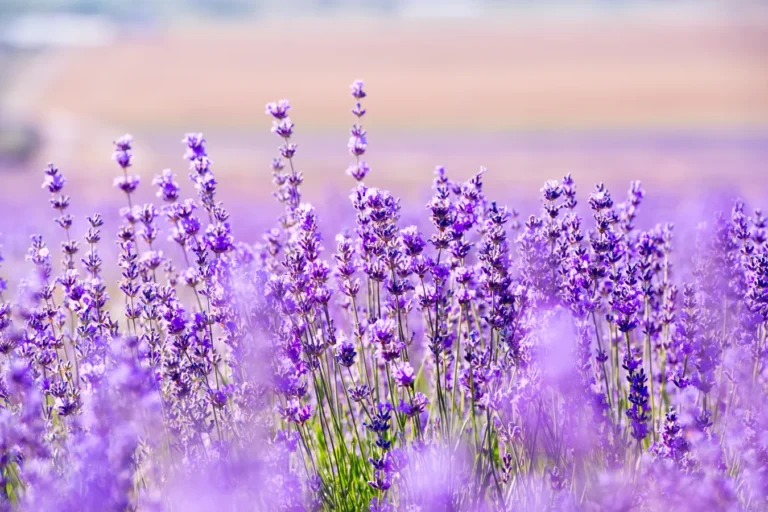 What Is Lavender And What Are Its Natural Properties For?