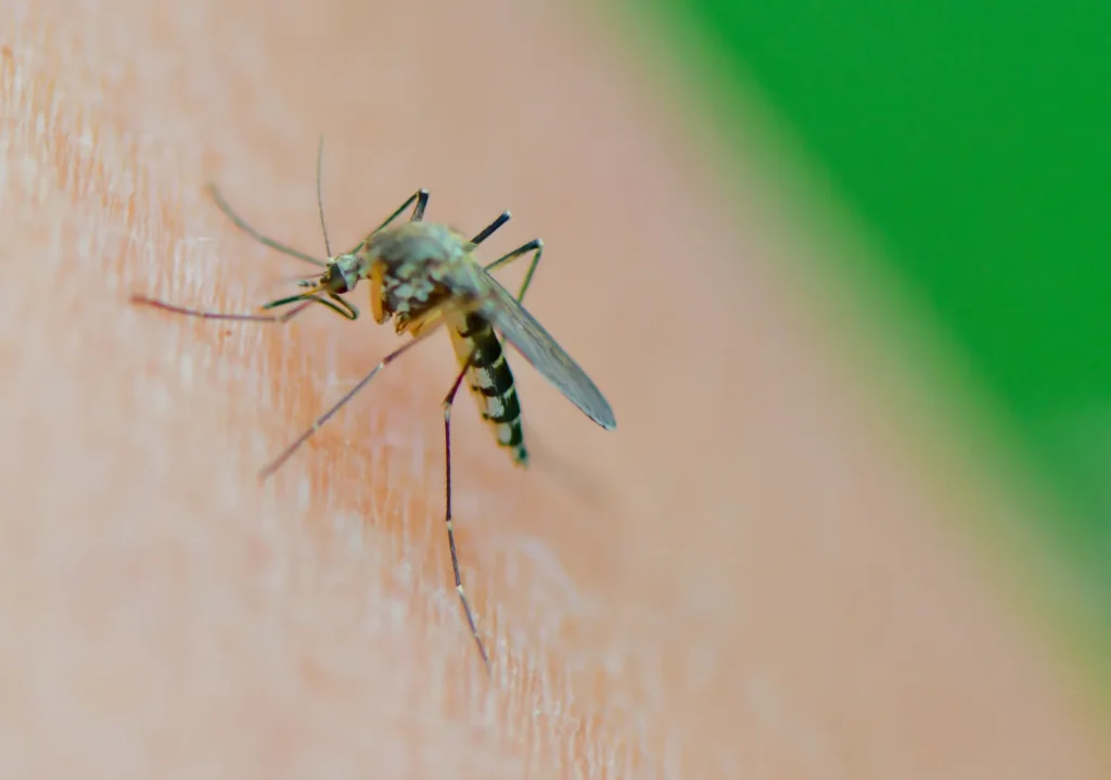 How To Prevent And Treat Mosquito Bites?