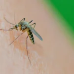 How To Prevent And Treat Mosquito Bites?