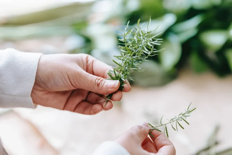 Benefits Of Rosemary : What It Is Used For, Properties And Contraindications